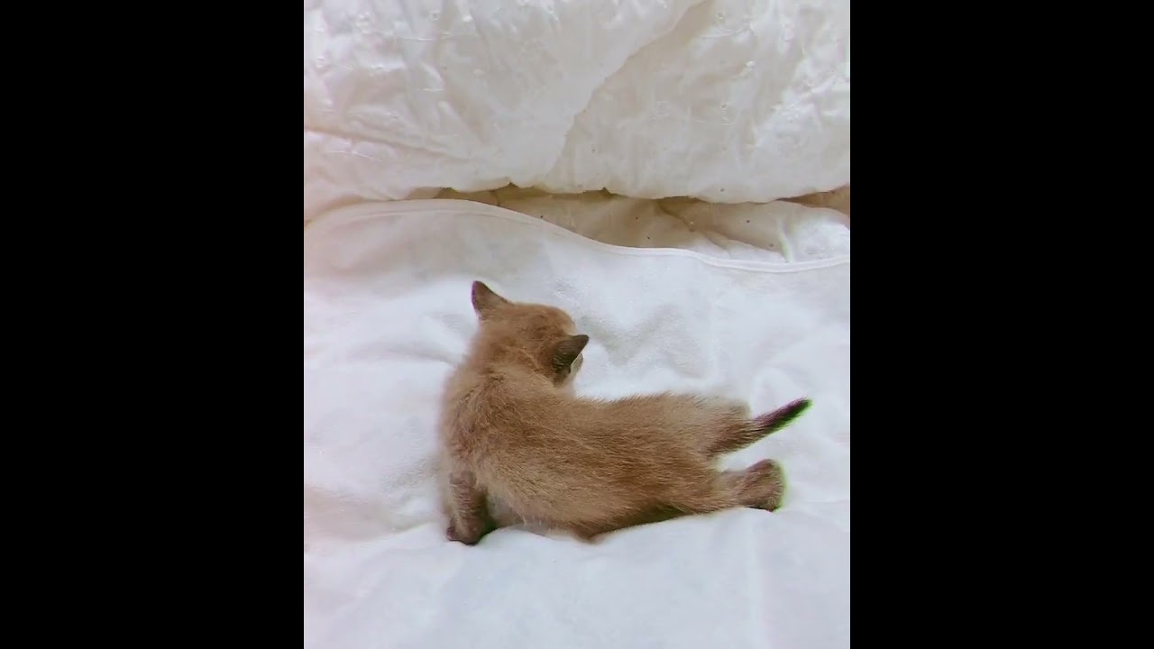 可愛いトンキニーズ