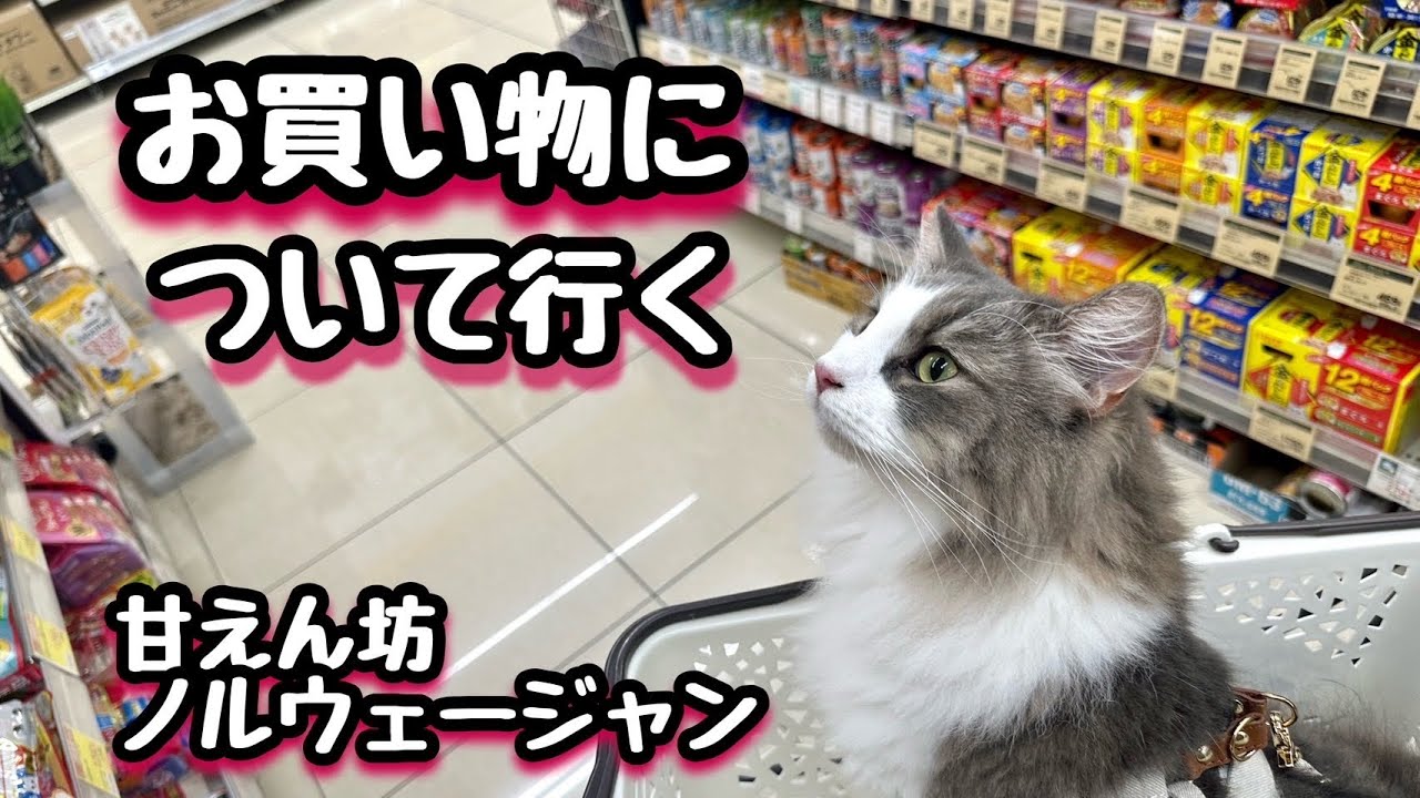 【ノルウェージャンフォレスト甘えん坊】ママから離れる気がないのでお買い物に一緒にいきます‼️
