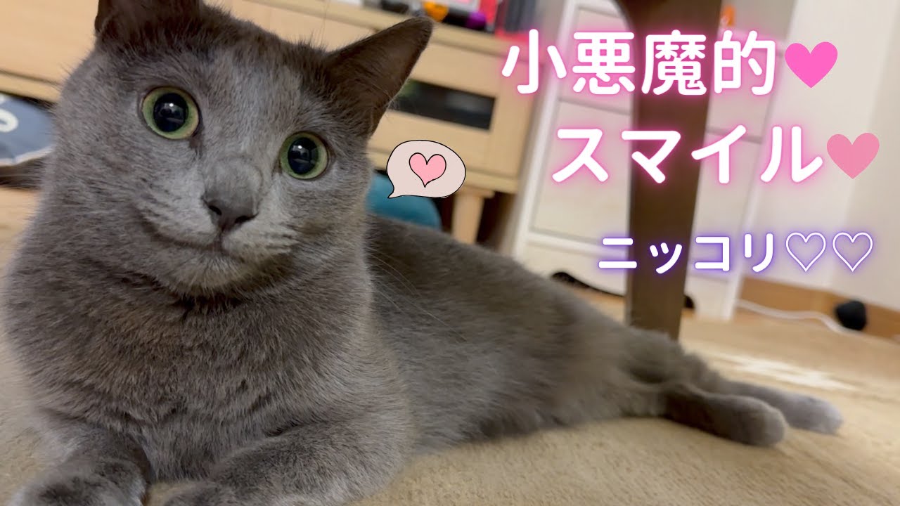 自分を可愛いと分かってる系女子？（ロシアンブルー）