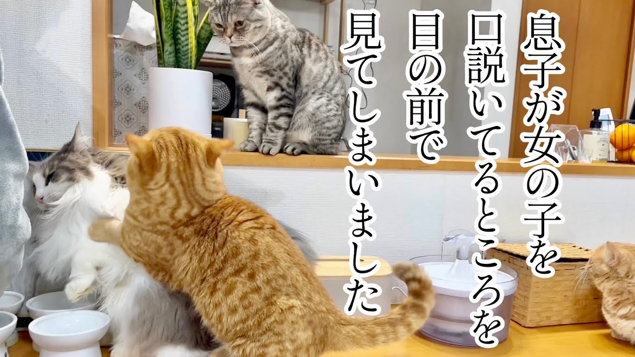 息子が女の子を口説いてるところを目の前で見てしまったポッポ夫人のとった思わぬ行動とは... #猫 #マンチカン