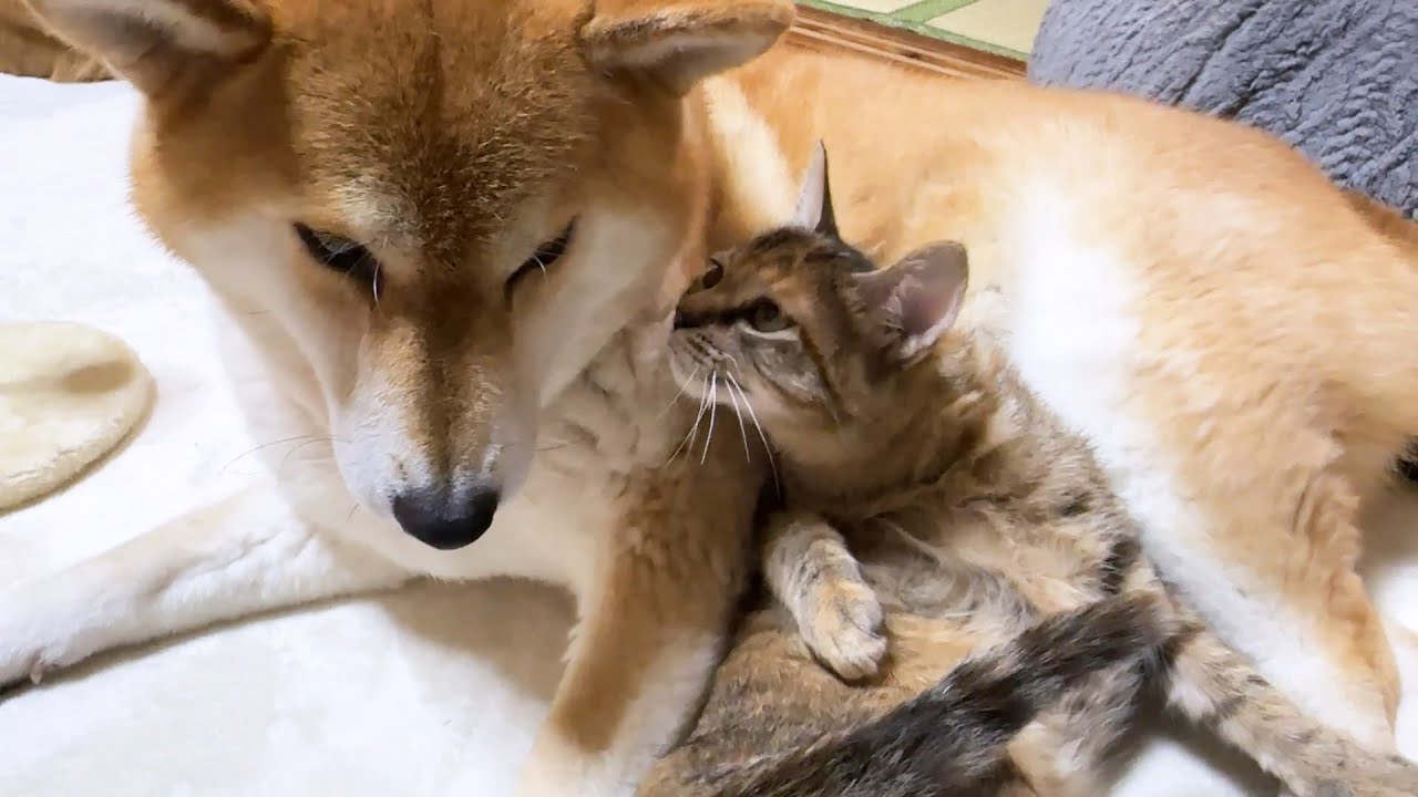 子猫が家族になって2か月が経ちました