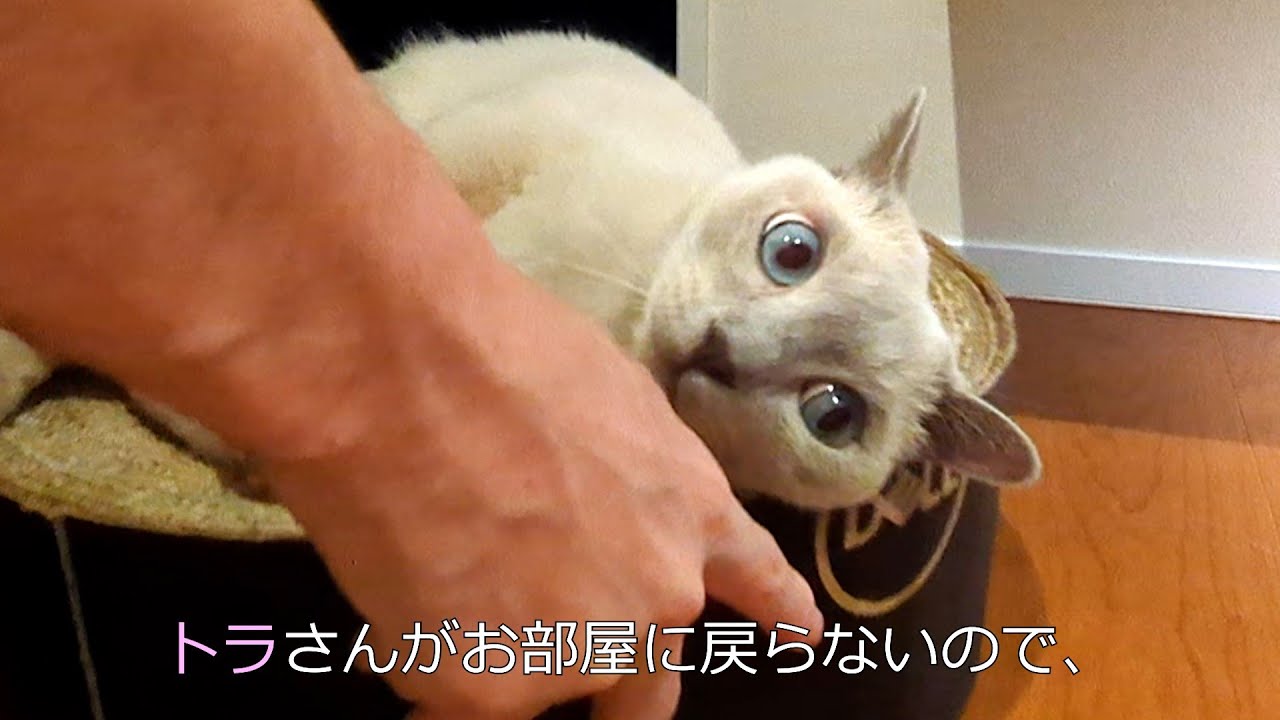 【可愛さにメロメロ】【ロシアンブルー×トンキニーズ】トラさんとパパのコミュニケーション（#126）