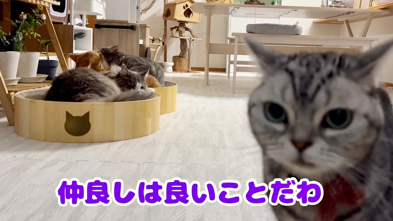 おてんばぎん姫の至福の刻はほぼ毎日です！ #猫 #マンチカン