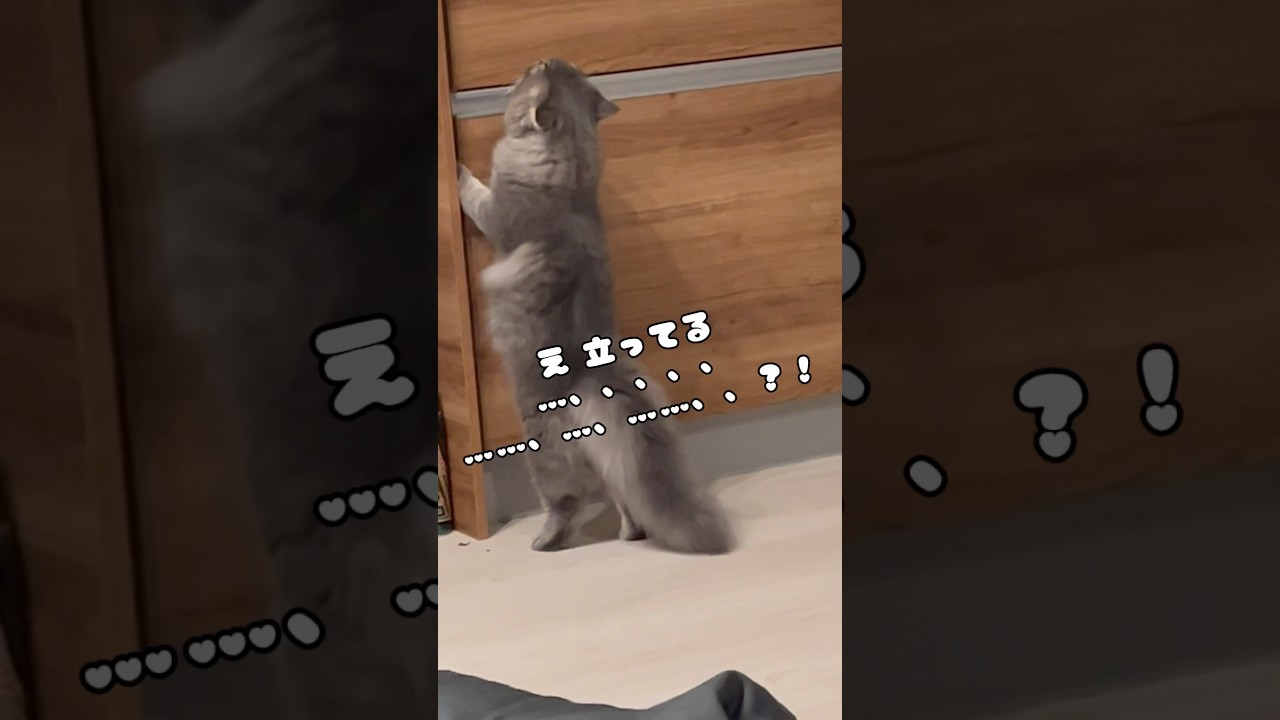 【衝撃】二本足で立つ子猫…！ #cat #ラガマフィン #kitten #つまみちゃん #おすすめ #かわいい #猫 #ねこのいる生活 #shorts #子猫