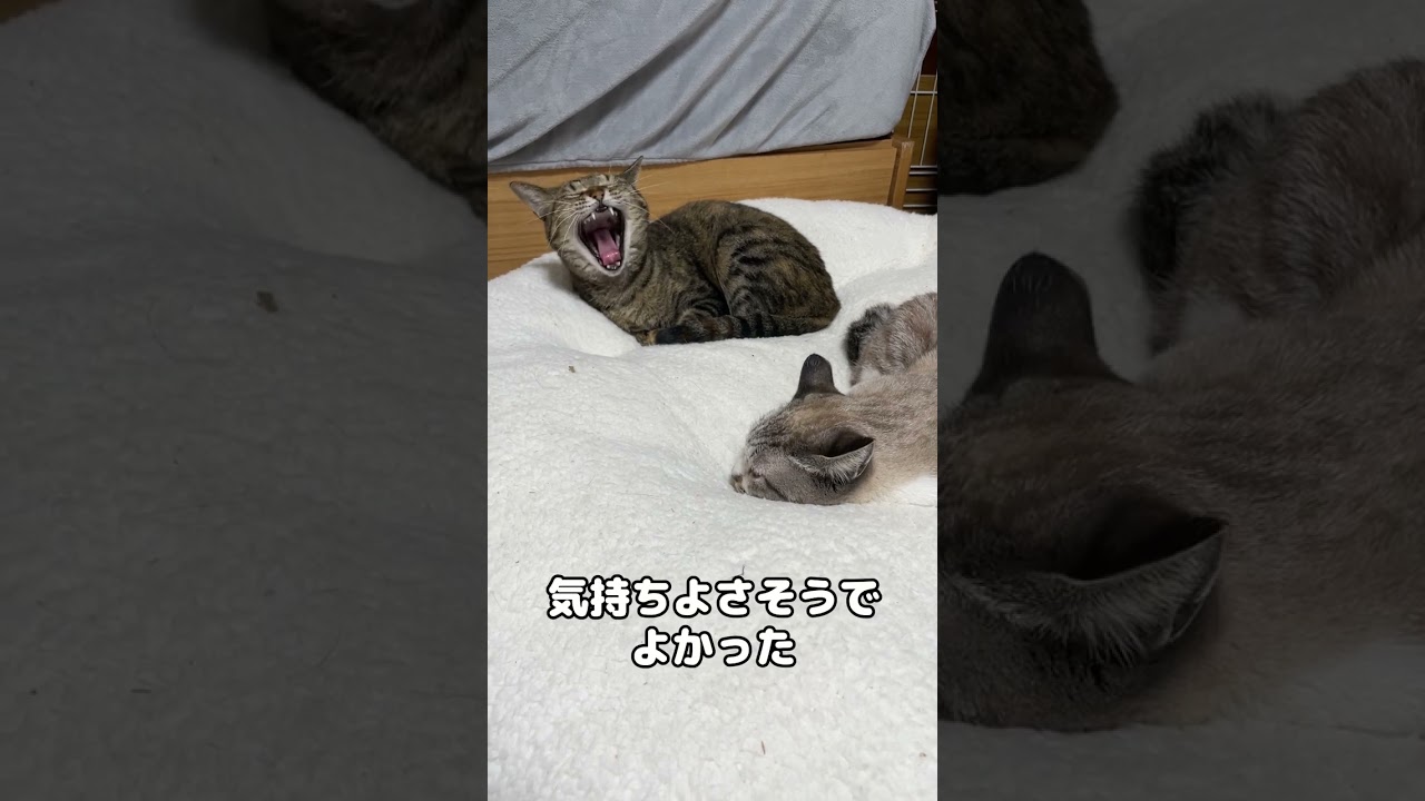 新しいベッドがふかふかすぎて置いたらすぐ猫たちがきた…！　#shorts