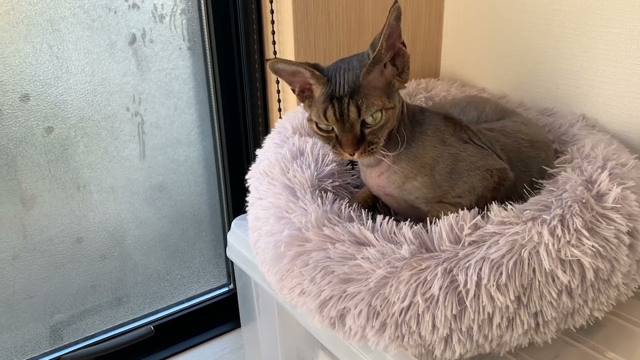 デボンレックス弟がドーナツベッドで気持ち良さそうにお昼寝しています(Devon Rex cat taking a nap comfortably on a donut-shaped bed)