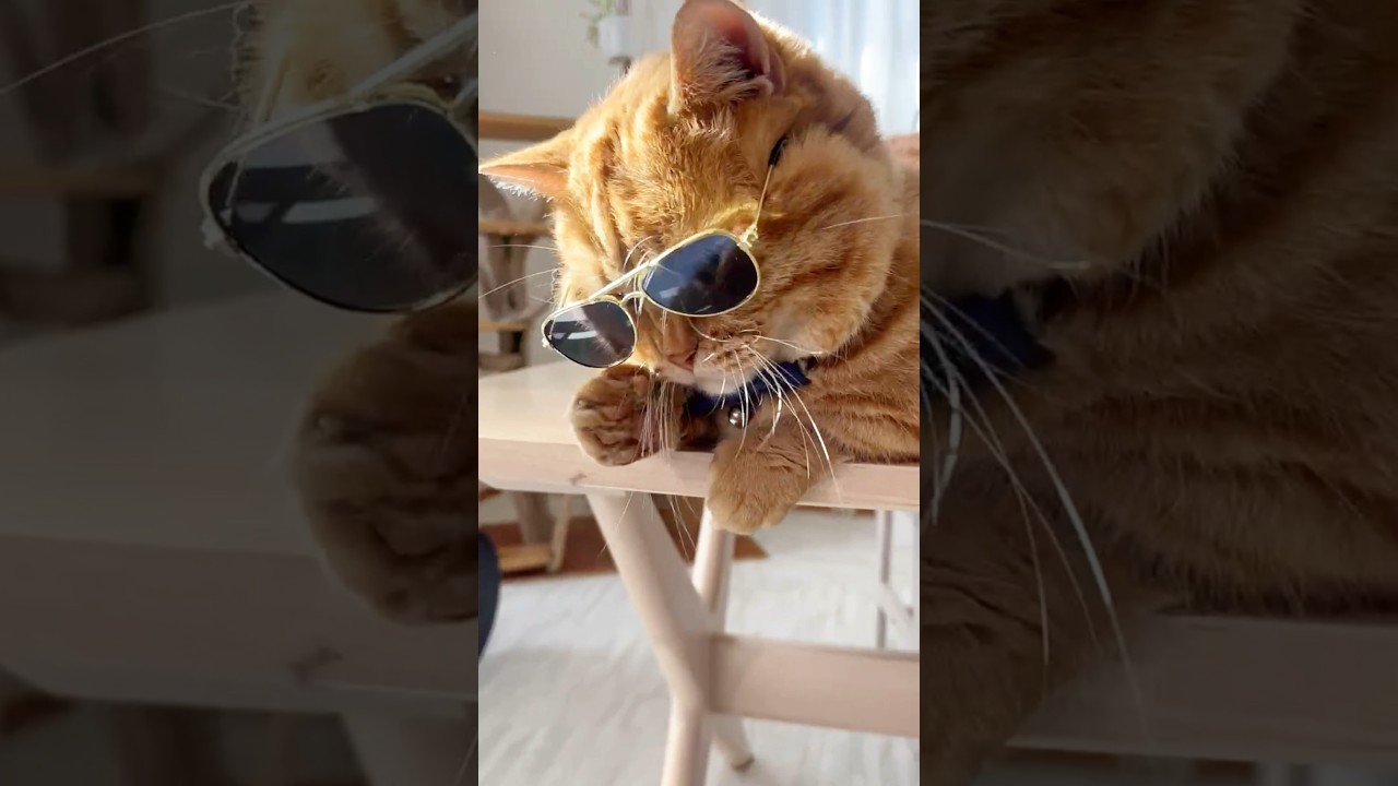 ねこもふ警察PART II #猫 #マンチカン #shorts