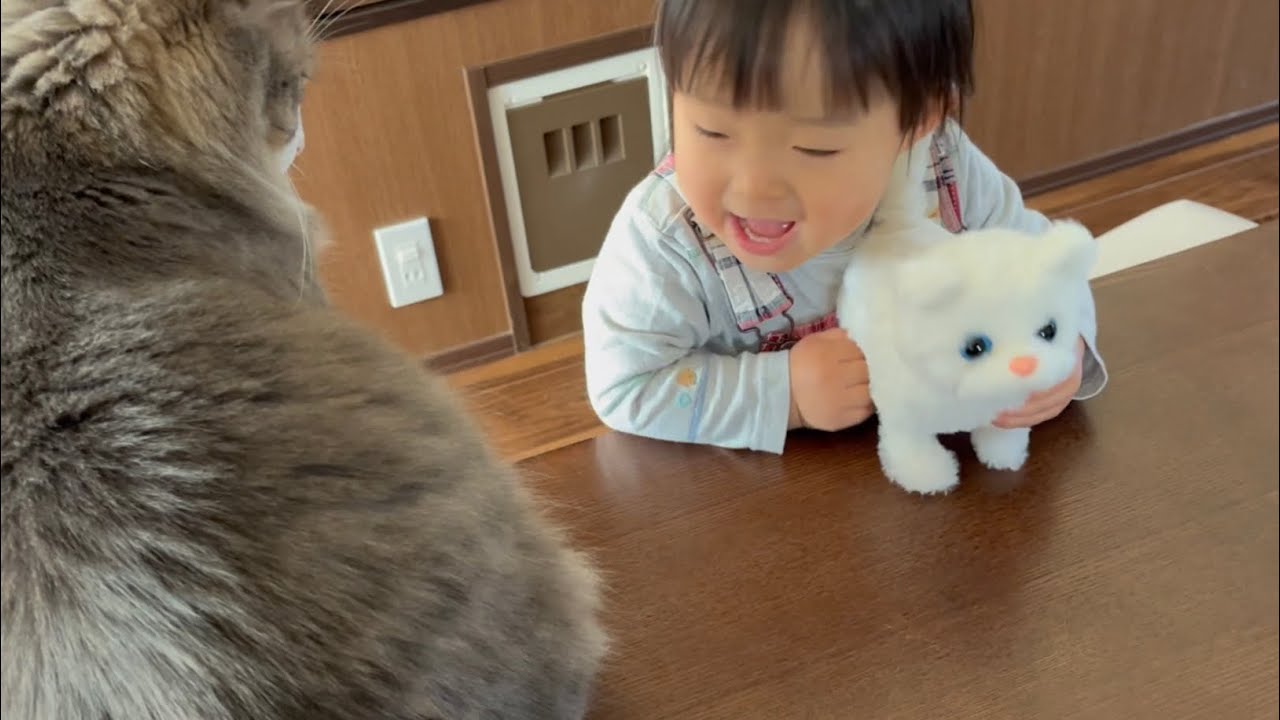 ぬいぐるみの猫に人気を奪われた猫　ノルウェージャンフォレストキャット　Cats lost their popularity to stuffed cats