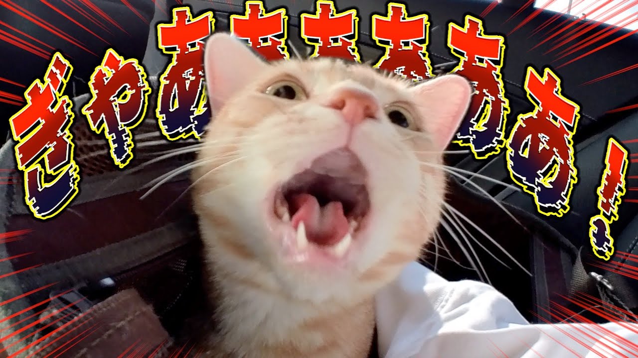 病院に行くと分かった途端必死に助けを求めてくる”おしゃべり猫”