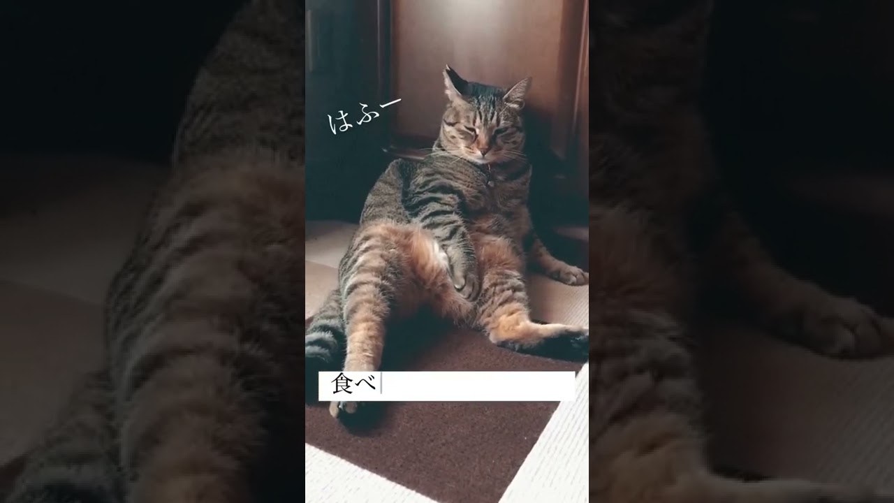 食べ過ぎて動けない猫ワカメちゃん