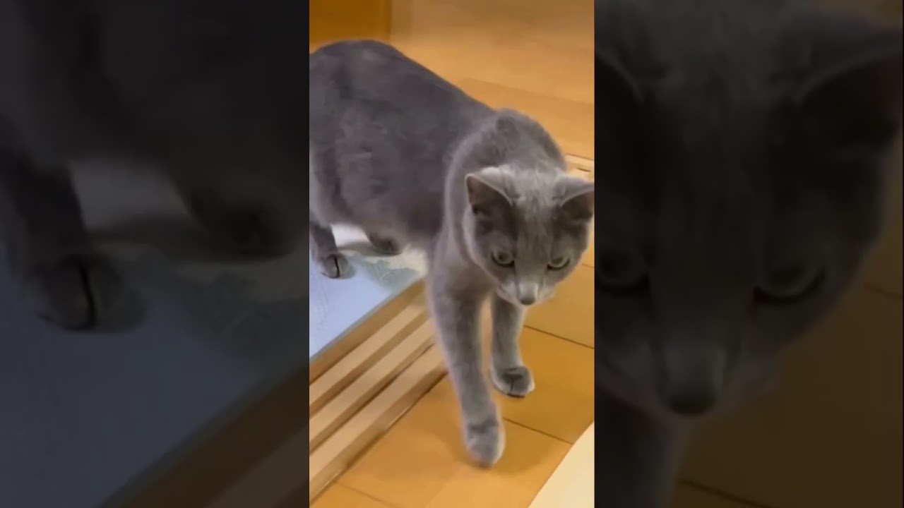 ママちゅき💛クンクンさせて😽な猫（ロシアンブルー）#shorts