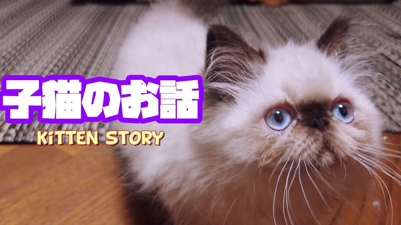 具合の悪いヒマラヤンの子猫様のその後のお話 After the sick himalayan kitten