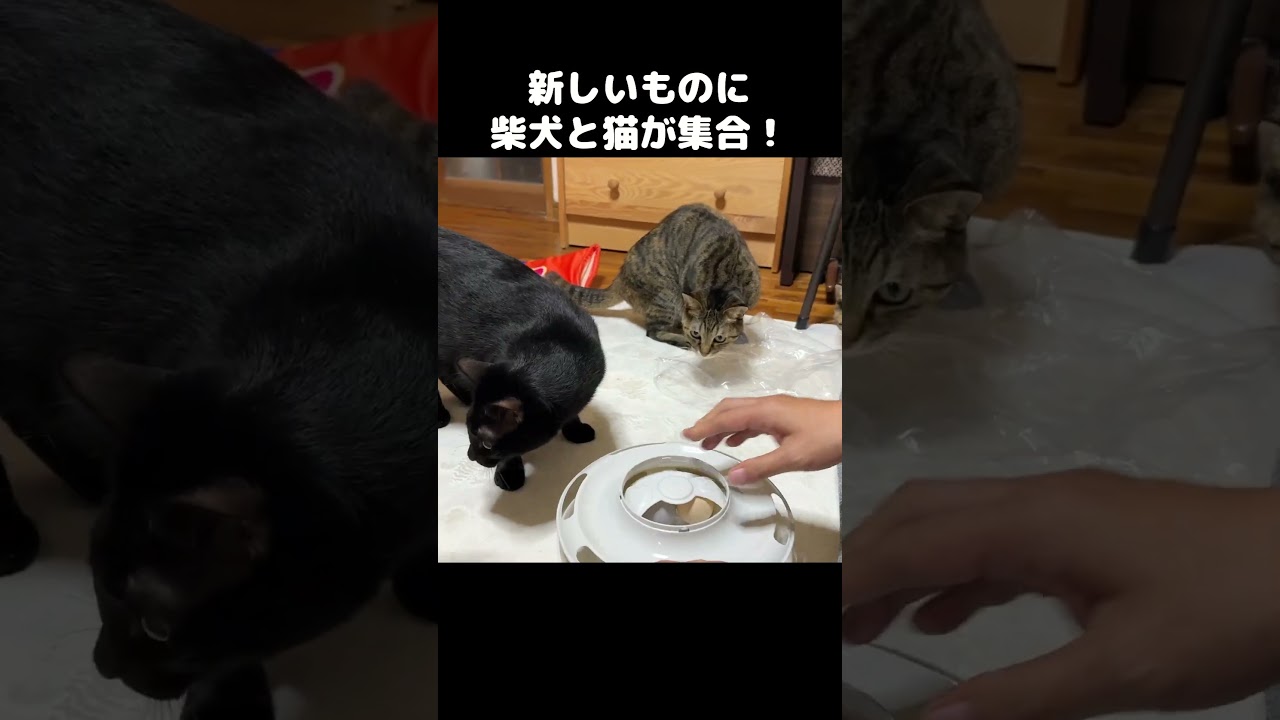 新しいものを開封すると子猫たちと柴犬がたくさん集まってきました笑　#shorts