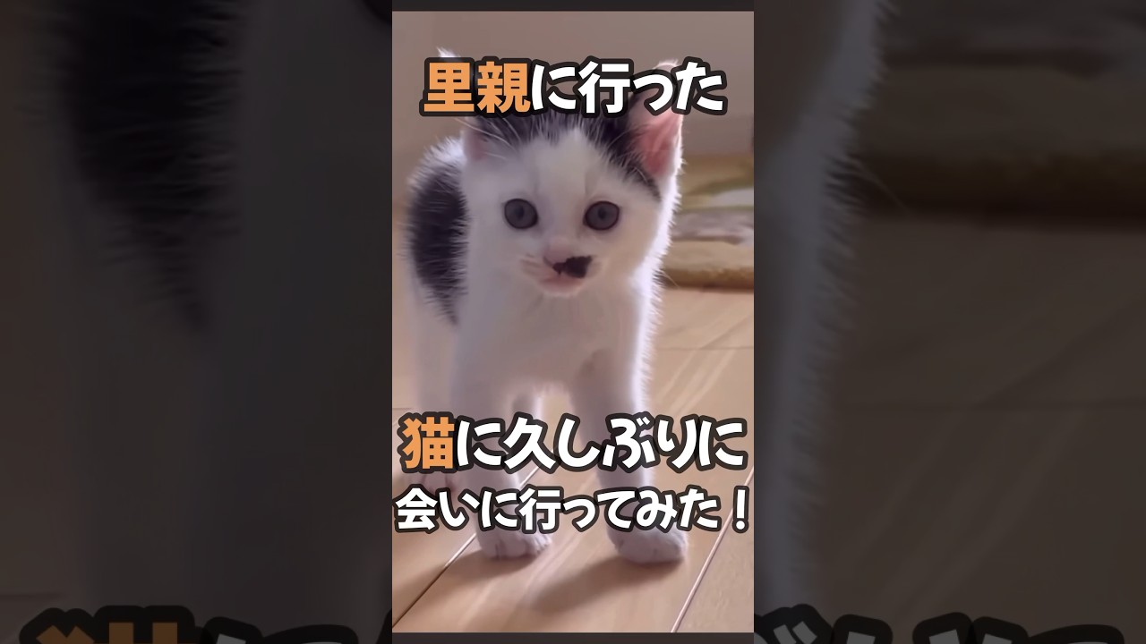 里親に行った子に久しぶりに会って来ました #保護猫 #shorts
