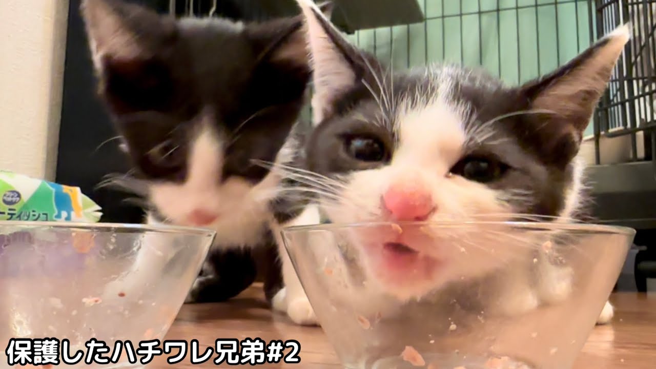 ビビり子猫のはずがご飯を出した瞬間に豹変しました。【保護猫】
