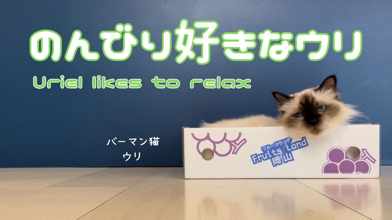 バーマン猫ウリとラフ【のんびり好きなウリ】Uriel likes to relax（バーマン猫）Birman/Cat