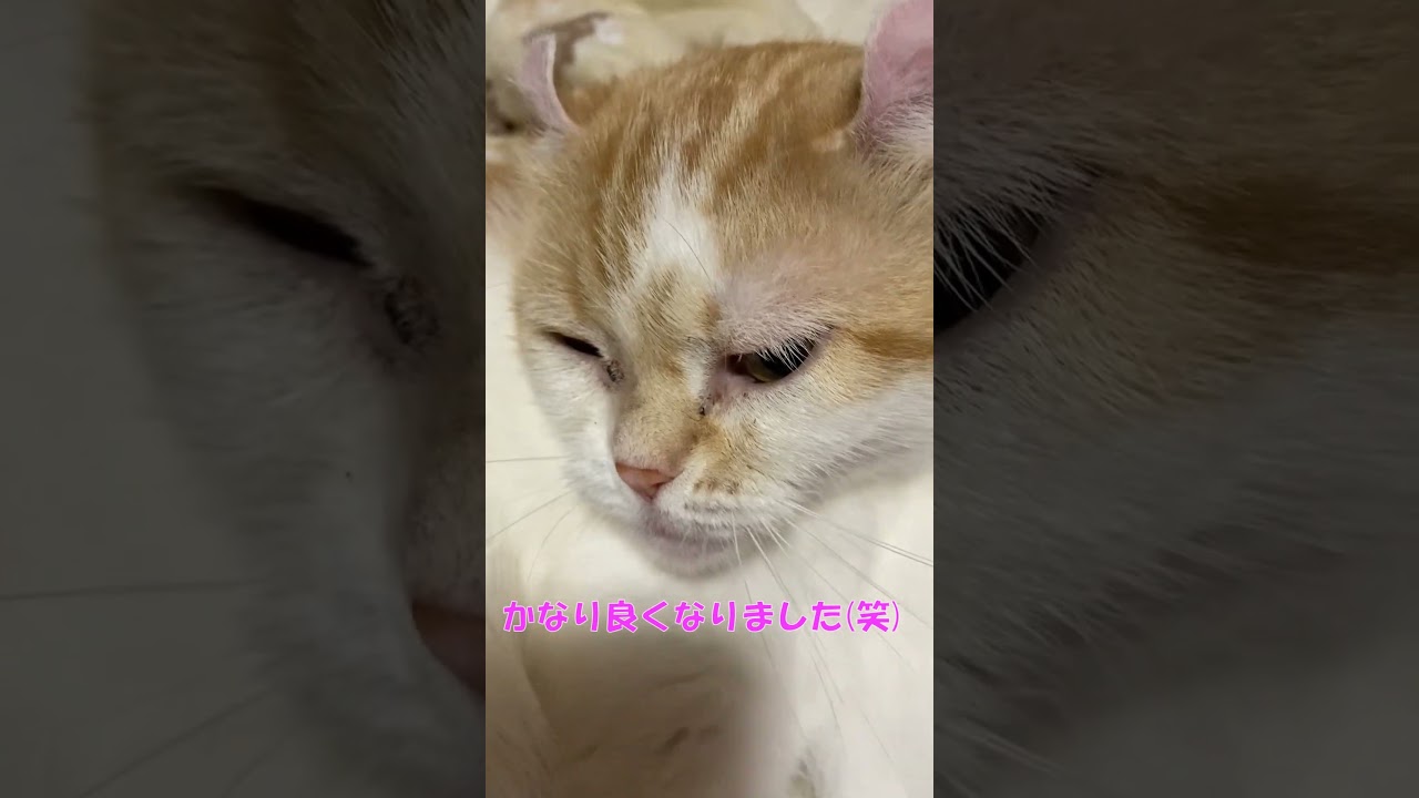 たらこ唇～７日目 #shorts  #猫 #アメリカンカール #たらこ唇