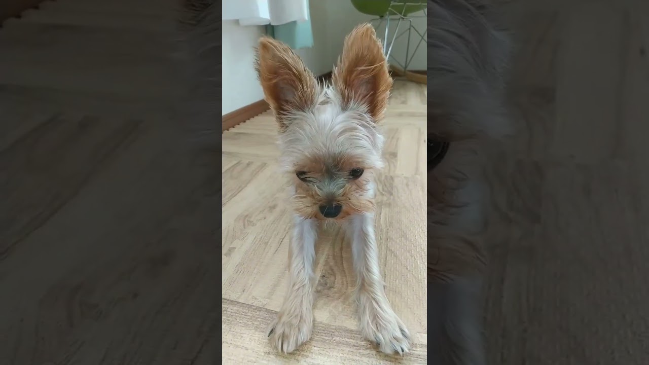 スフィンクス～🐶