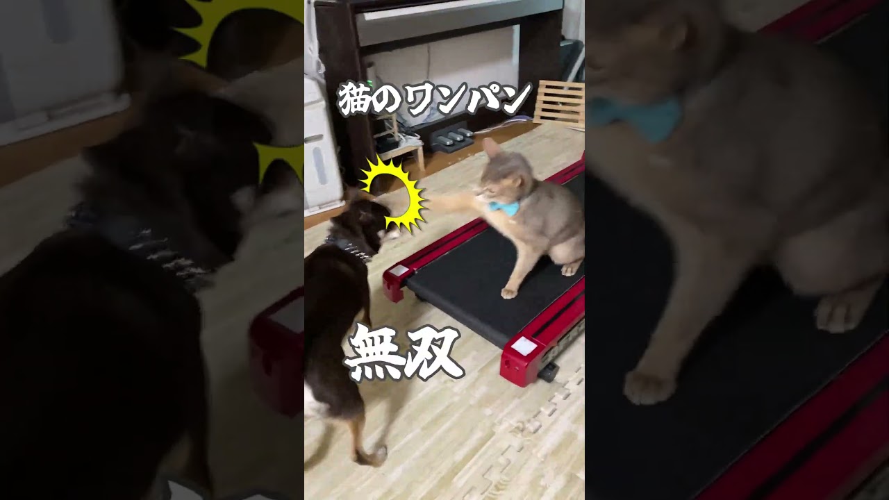 (アビ&チワワ) 猫のワンパン 無双 #shorts  #abyssinian #chihuahua #アビシニアン #チワワ