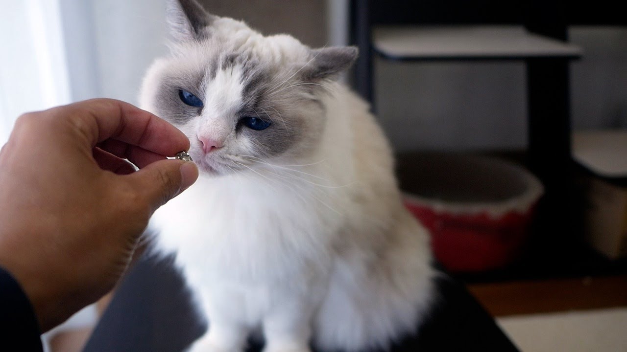 🦷抜けた銀歯を見せると、たたき落としに来るラグドールが可愛すぎたｗ