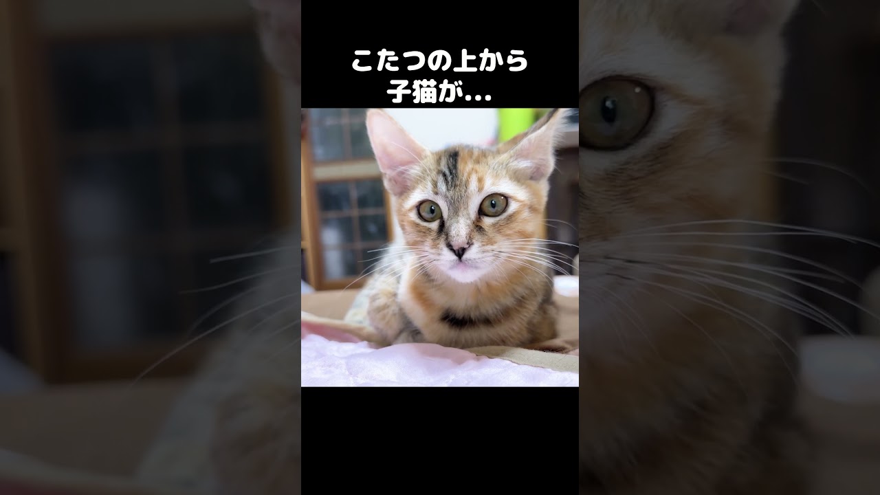 こたつの上から子猫が先住猫に…　#shorts