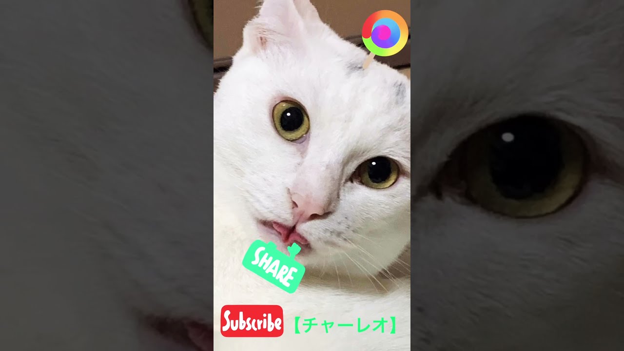 【寝起きの風景】猫と私と猫
