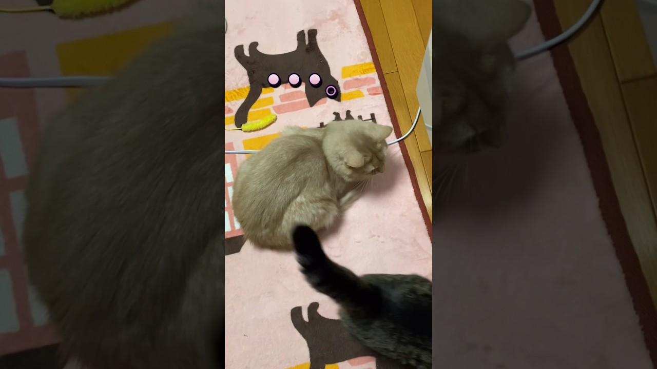 横切る猫🐈#shorts #猫 #ソマリ #キジトラ