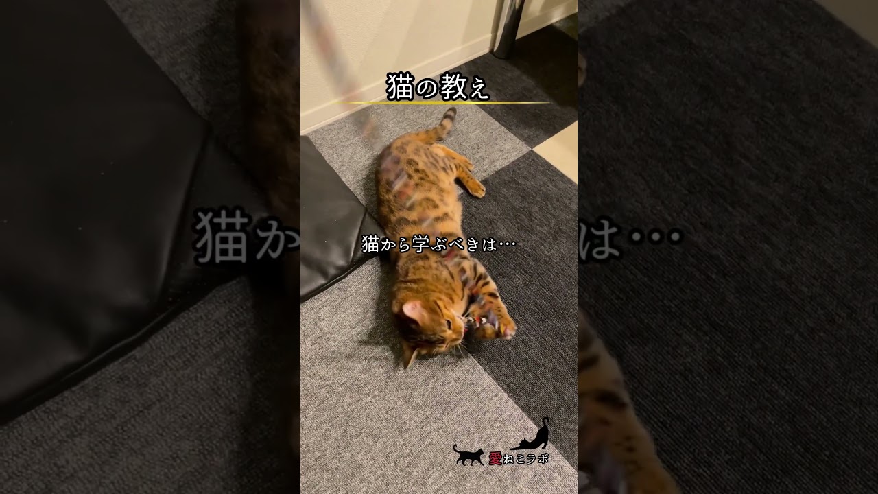 猫から学ぶべきは… #shorts #cat #ねこ #ベンガル猫 #シルバーベンガル猫 #猫名言