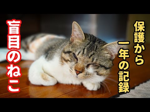 盲目の猫 はるちゃんを保護して1年が経ちました