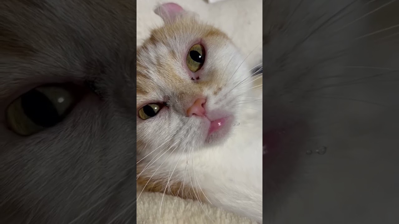 たらこ唇～６日目 #shorts  #猫 #アメリカンカール #たらこ唇