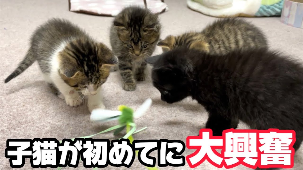 4匹の子猫と初めて猫じゃらしで遊んでみたら大興奮でした