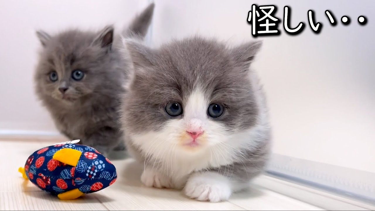 【マンチカンの子猫】子猫の動きがなんか怪しくて気になる件 ∼猫のいる生活Vol.837~ 出産動画 マンチカン短足・ミヌエット・ペルシャ猫専門ブリーダー『ペット蔵人』【子猫の成長記録】