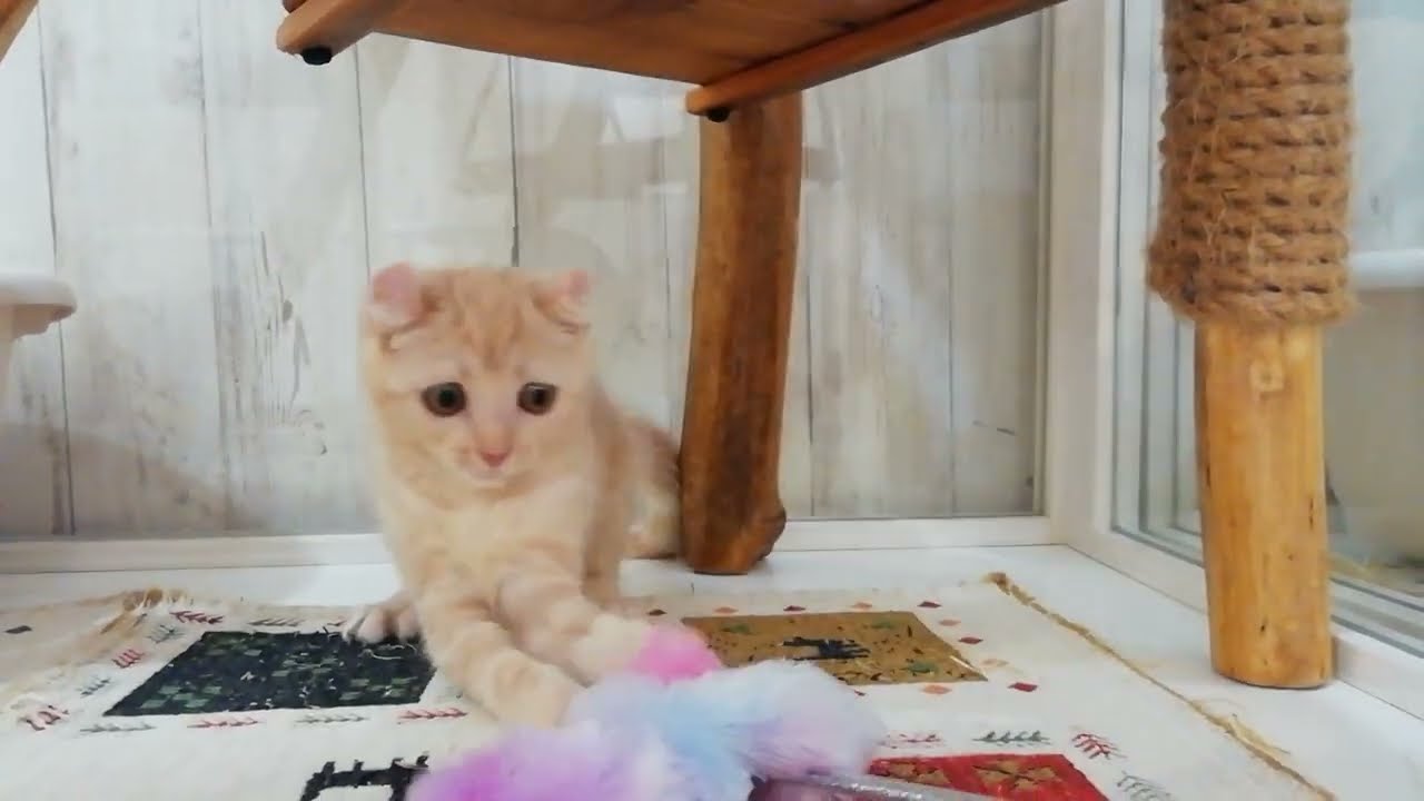 アメリカンカール　女の子　2023/8/20生まれ