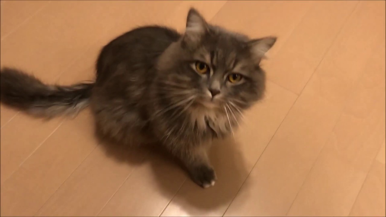 【猫】サイベリアンのリアルな甘え声鳴き声