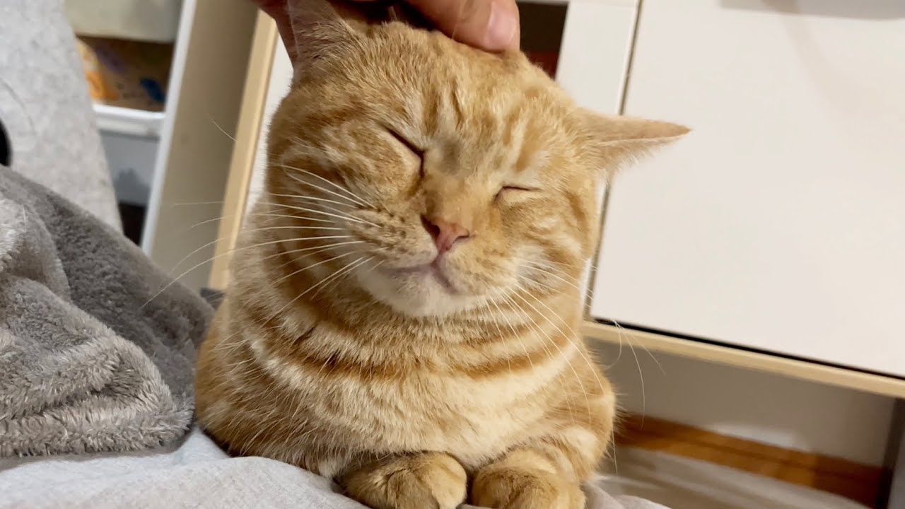 ちゃーぼーは頭を撫でられるのがお好き #猫 #マンチカン