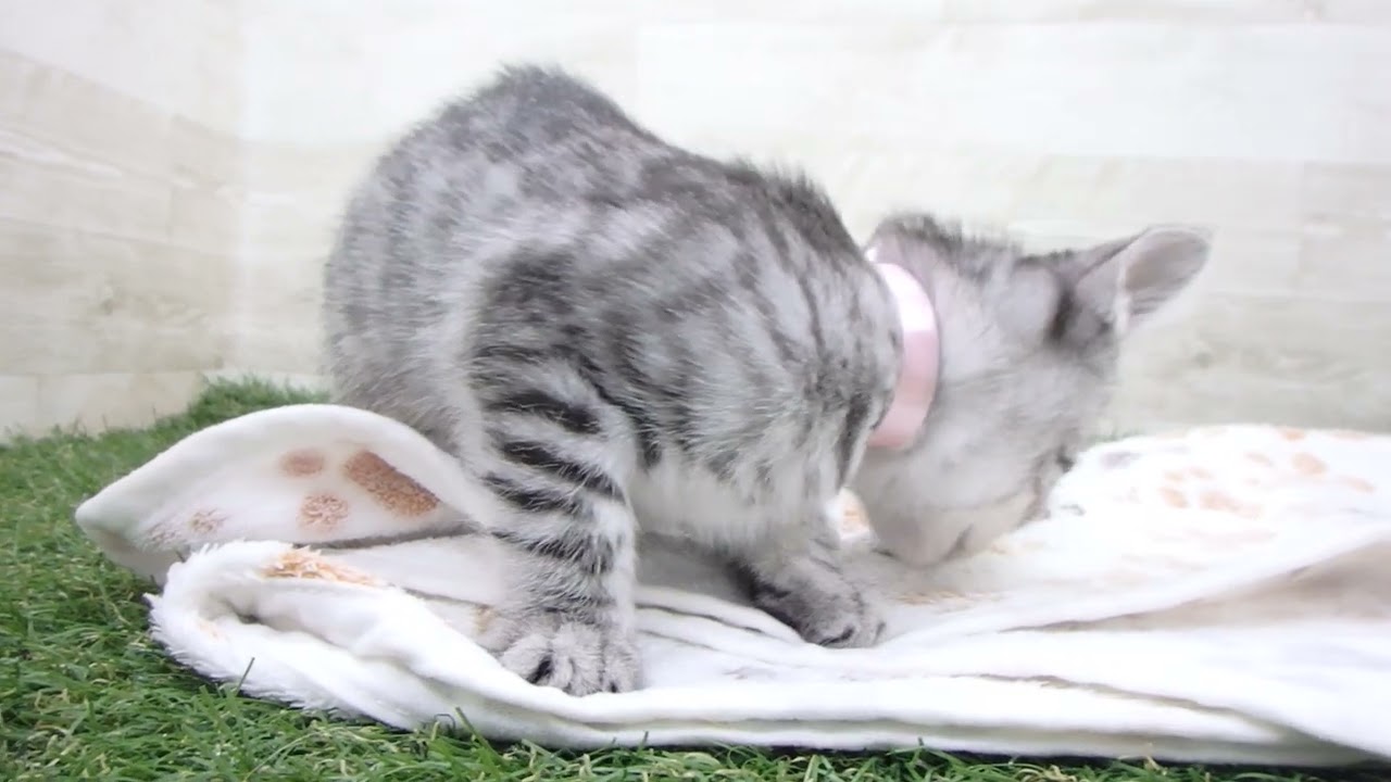 Coo&RIKU　No00656135 エジプシャンマウ