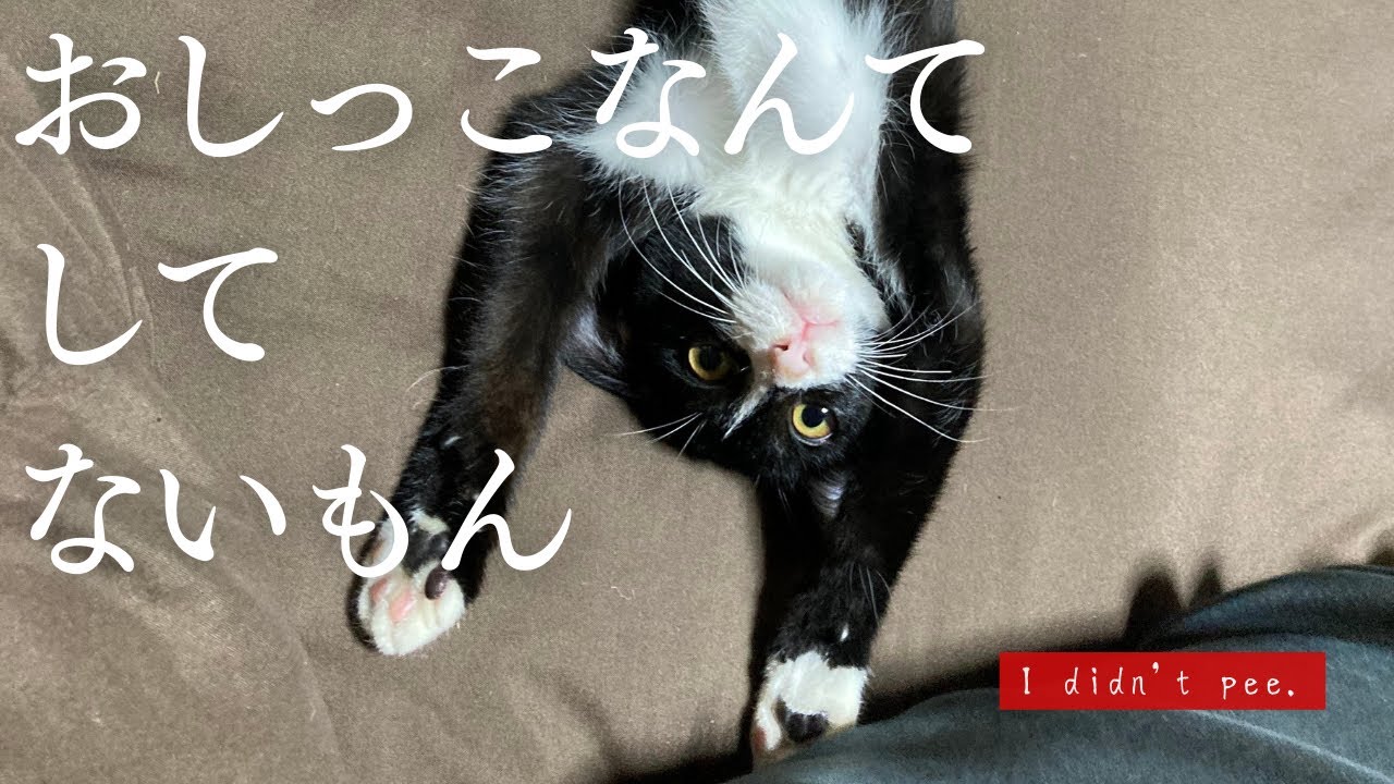 縁側猫くろ１０：おしっこなんてしてないもん I didn't pee.