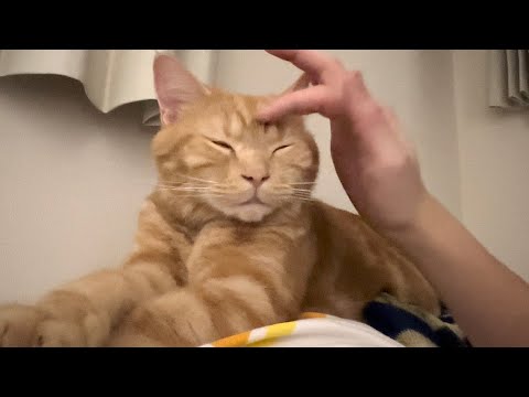 寝る前に必ずお腹の上に乗ってくる甘えん坊猫がかわいすぎた