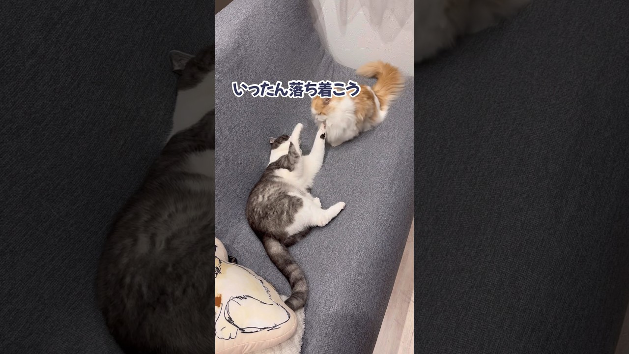 格闘するといつもこうなる兄猫 #ねこ #ネコ #子猫 #マンチカン #ミヌエット #shorts