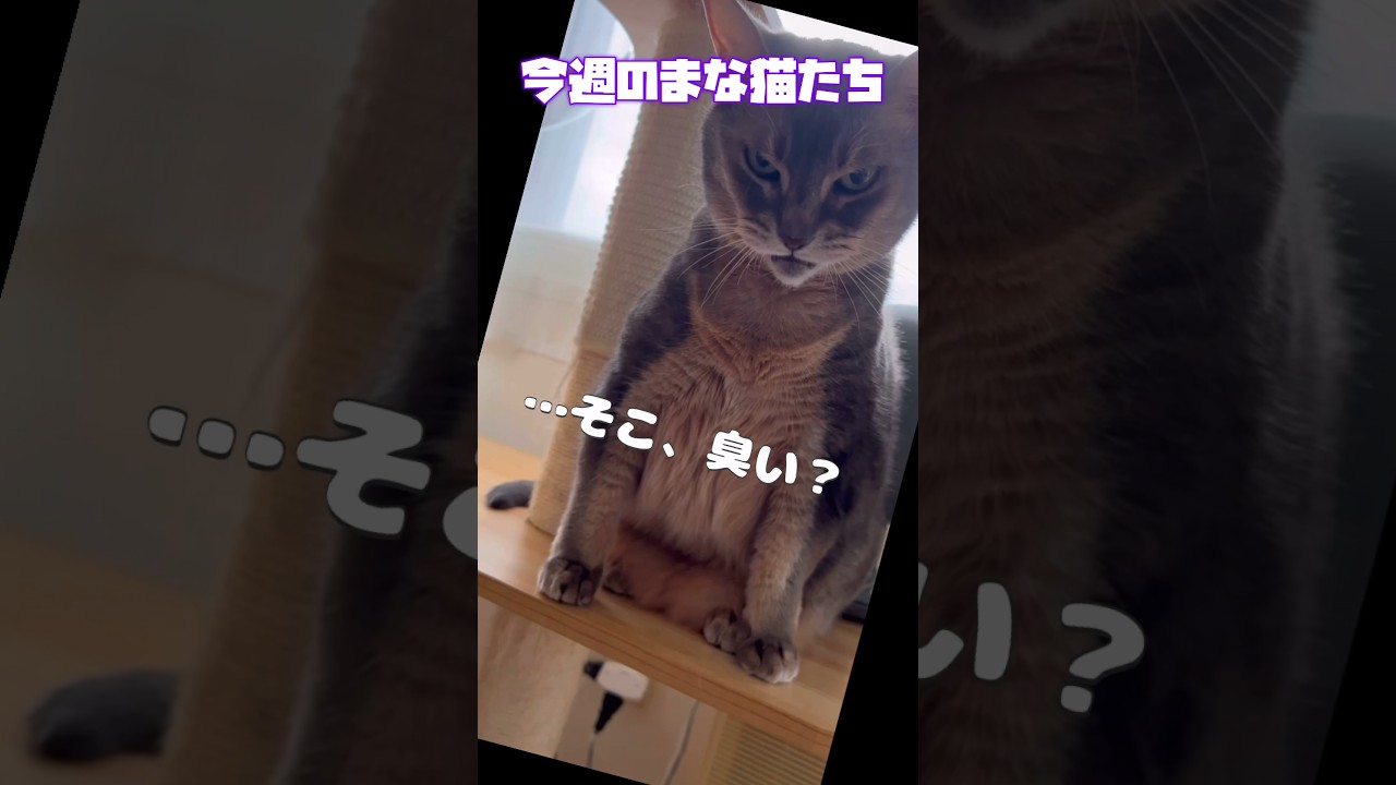 今週のまな猫たち11月第3週 #shorts #猫動画 #ノルウェージャンフォレストキャット #アビシニアン #サイベリアン #cat #まな猫