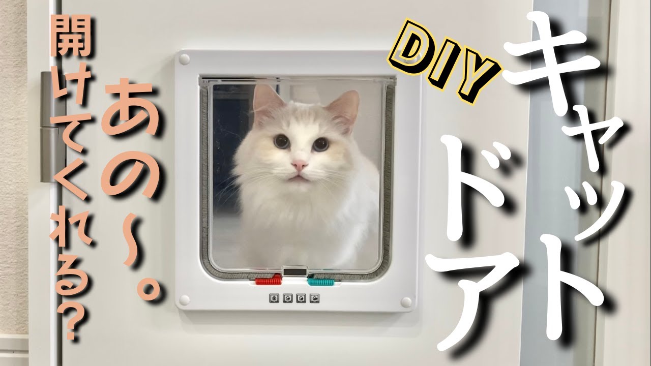 キャットドアをdiyしたら猫が上手に使ってくれてめっちゃ感動したw｜ラグドール｜猫との暮らし｜