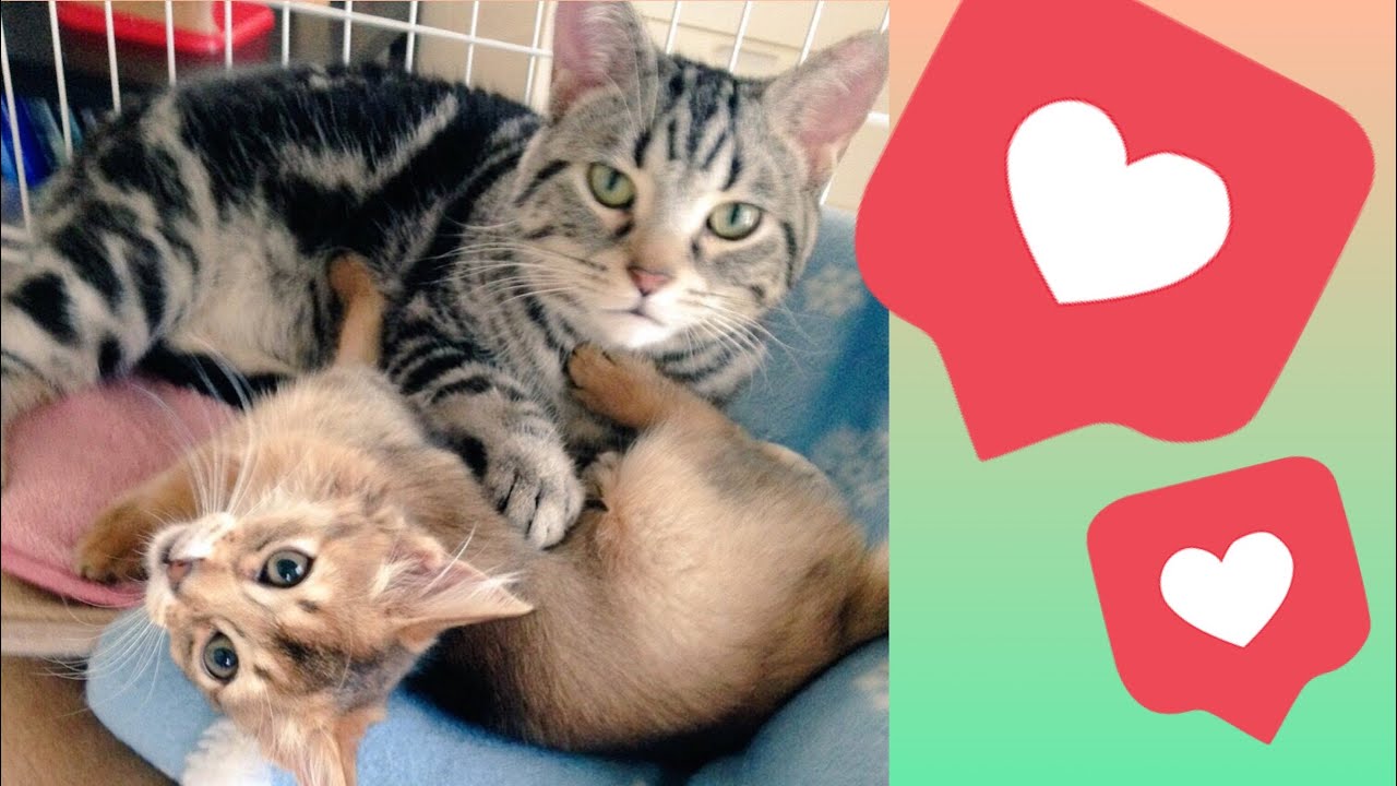 【かわいすぎる昼寝猫】寄り添って眠るソマリとアメショ　#shorts