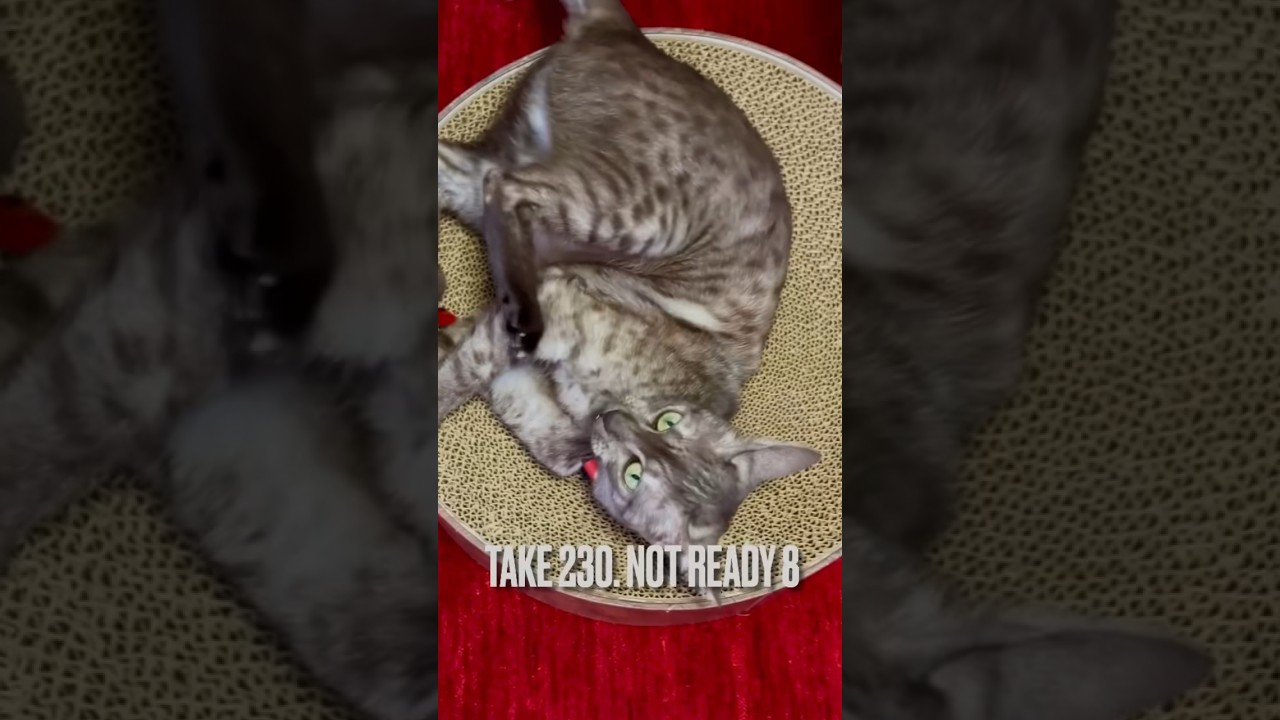 #ハーネス 慣れて来たけど#リード がイヤにゃ❗️#エジプシャンマウ #えじぷしゃんまう #egyptianmau #ねこのいる生活 #ねこのきもち #cat #shorts