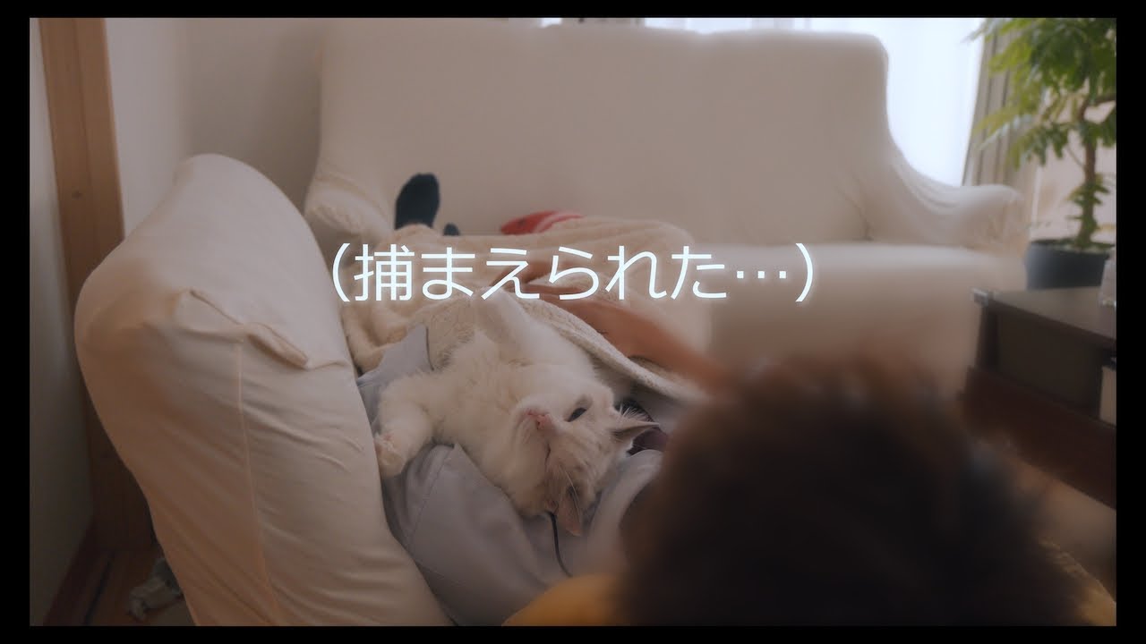 とある日の休憩時間の様子　#猫 #ラグドール #ragdollcat