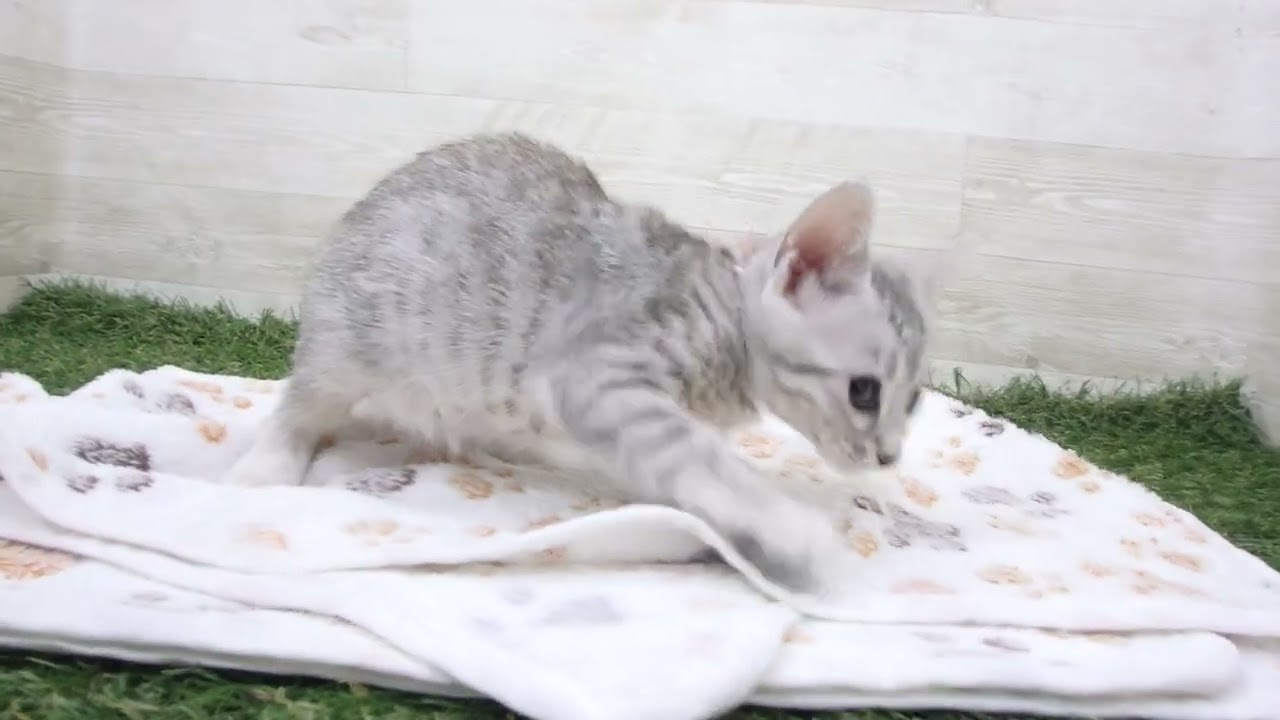 Coo&RIKU　No00656136 エジプシャンマウ