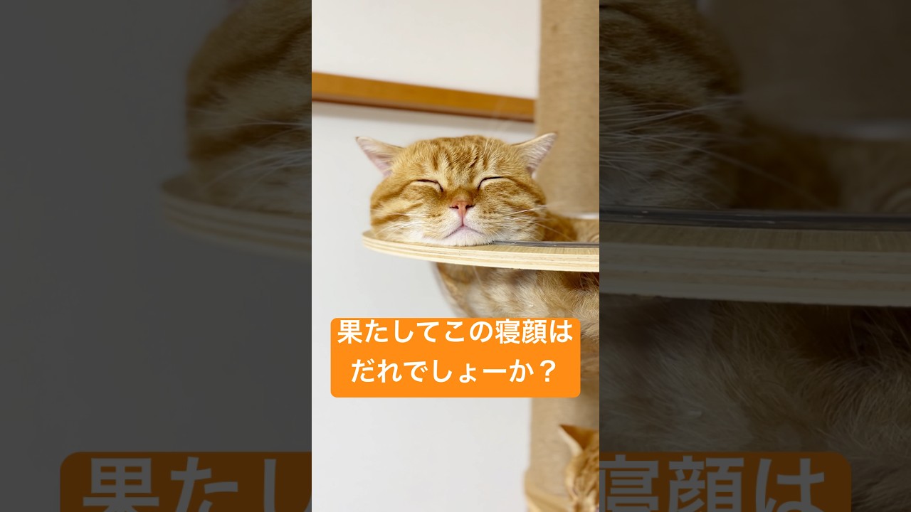 クイズ『あなたはだーれ？』 #猫 #マンチカン #shorts