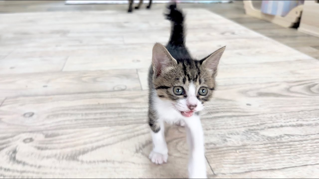 生後40日 目が合うと鳴きながら着いて来る子猫【山菜兄妹#39】Kitten that meows and comes to me when our eyes meet.