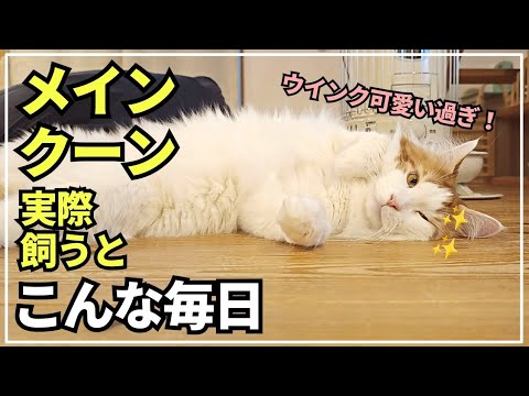 寝転んでウインクする大型猫が可愛すぎる！【へそ天メインクーン】