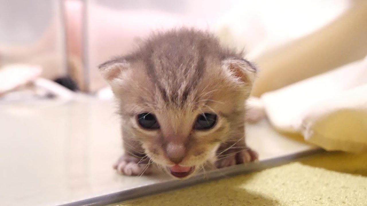 ヨチヨチ歩きの子猫がママに近づきニャーとミルクをおねだりする【赤ちゃん猫　保護猫】
