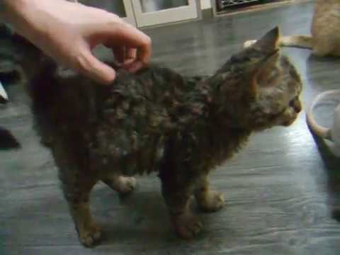 available kittens
